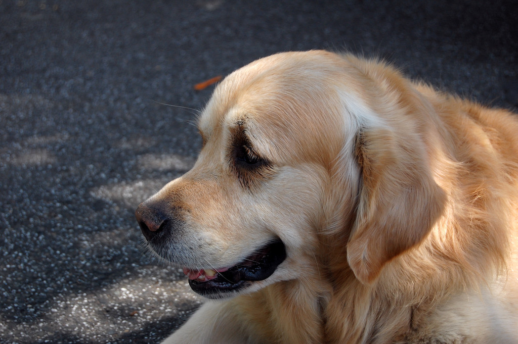 Hitzefalle: Tiere nicht im geparkten Auto lassen