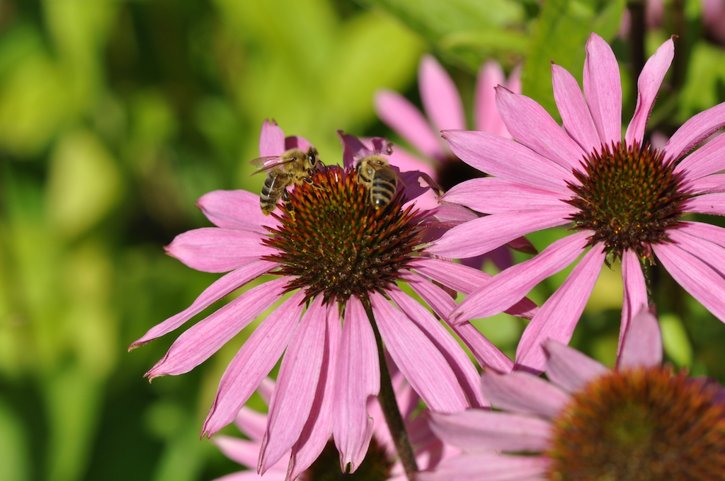 Kampagne “Mach’s bunt” wirbt für klimafreundliche Gärten