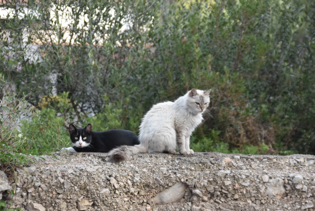 Katzenkastration für den Tierschutz