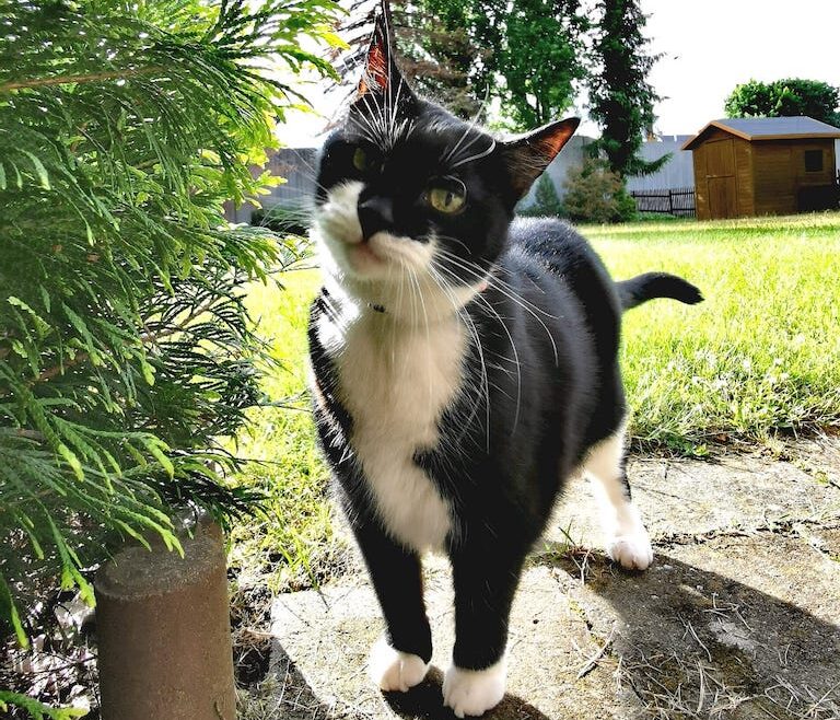 Katzenkastration für den Tierschutz