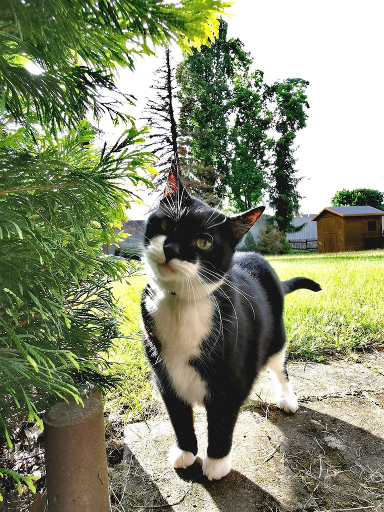 Polly der Streuner Foto: Nadine Klein Polly der Streuner Foto: Nadine Klein