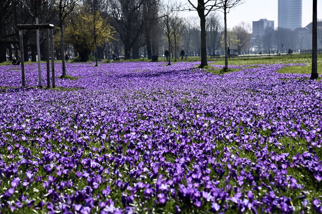 Das “Blaue Band am Rhein” wird wieder komplettiert
