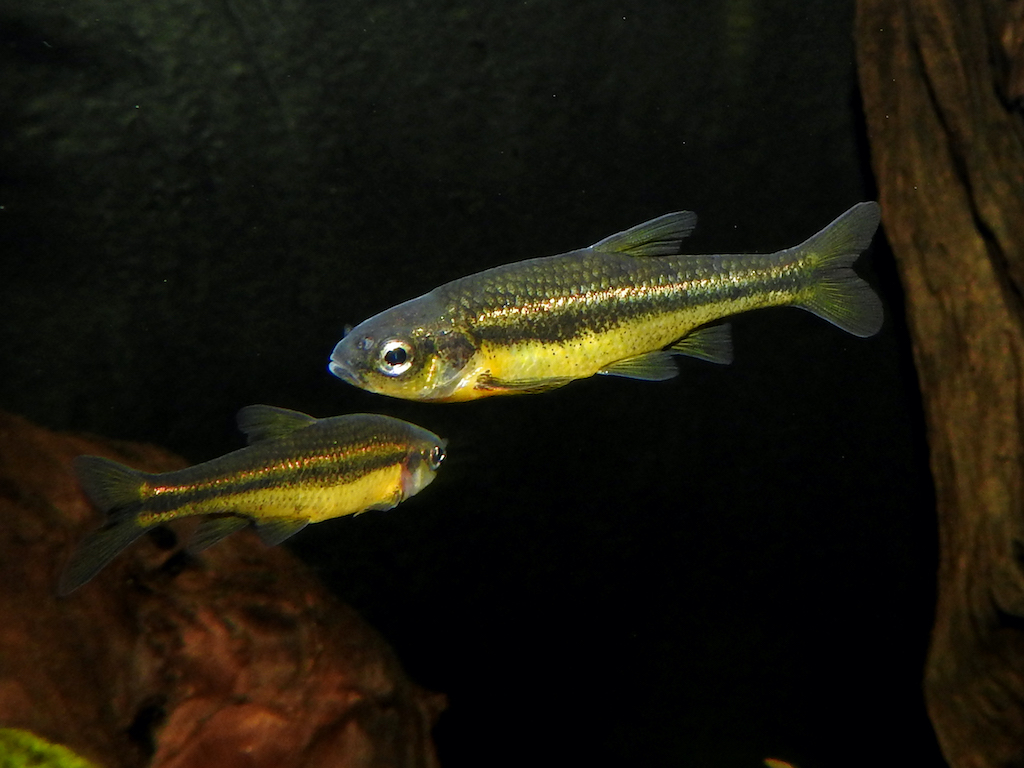 Artenschutztag im Aquazoo Löbbecke Museum