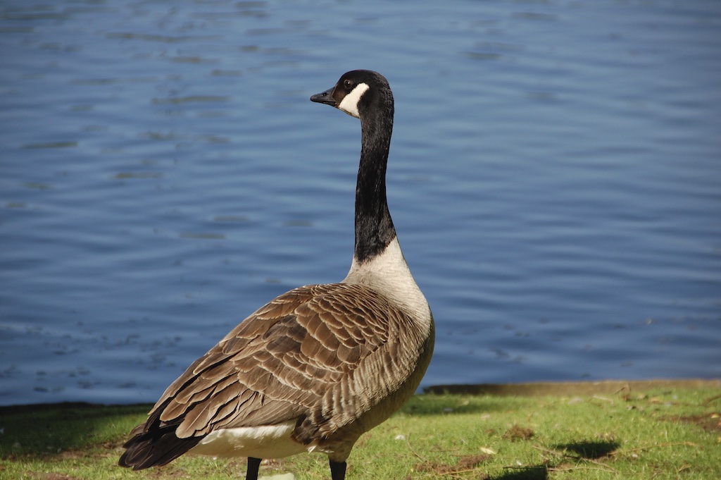 Erfolgreiches Gänsemanagement wird fortgesetzt