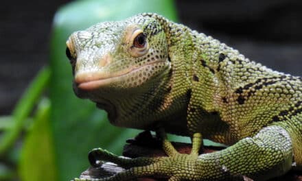 Aquazoo erhält Akkreditierung des europäischen Zoo-Dachverbandes