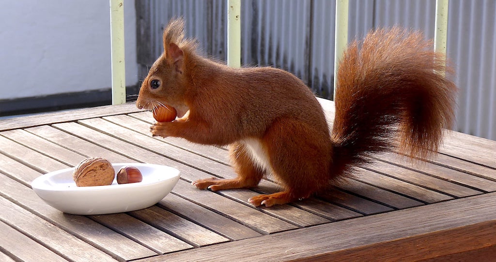 Hände weg von jungen Wildtieren