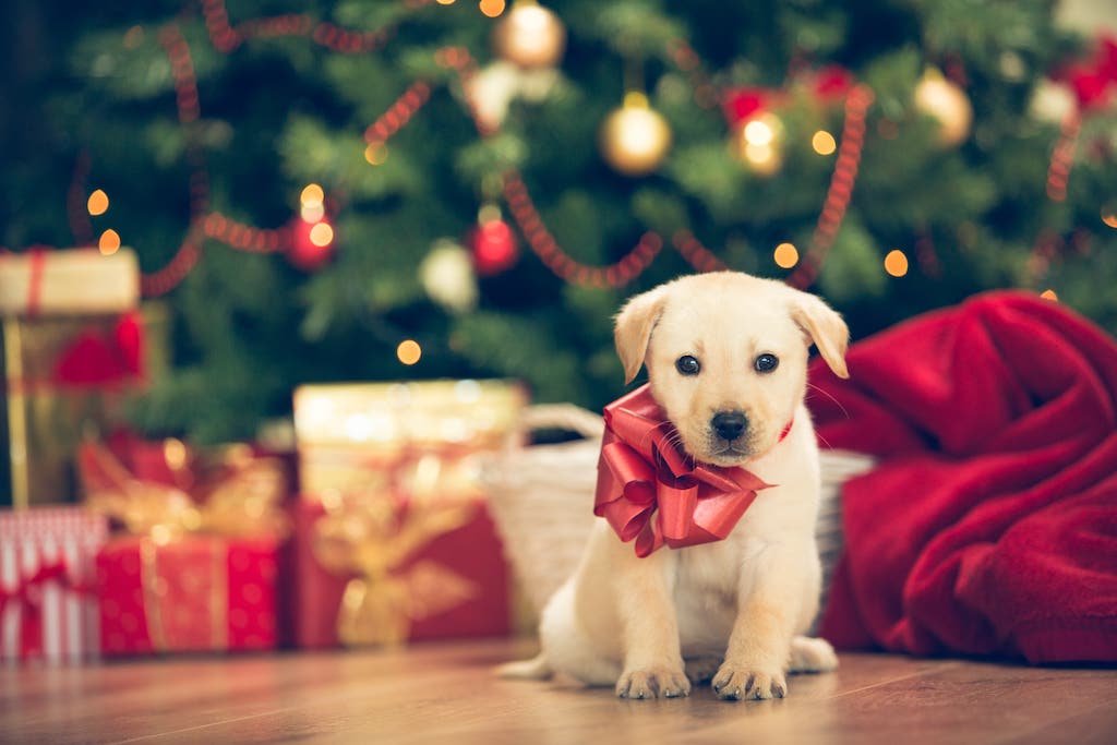 Tiere sind keine Weihnachtsgeschenke