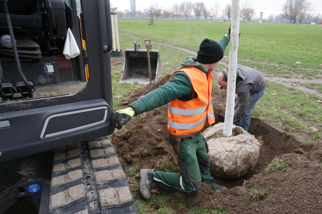 Wiederaufbau der Cecilienallee