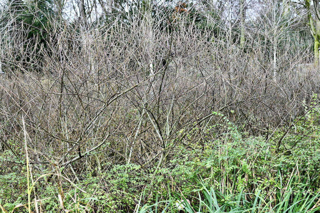 Brutzeit beginnt — Hecken dürfen nur noch wenige Tage geschnitten werden