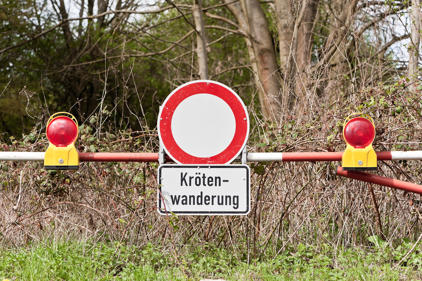 Jetzt beginnt die Krötenwanderung
