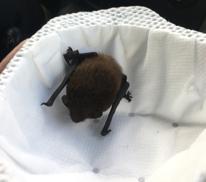 Erschöpfte Zwergfledermaus gerettet