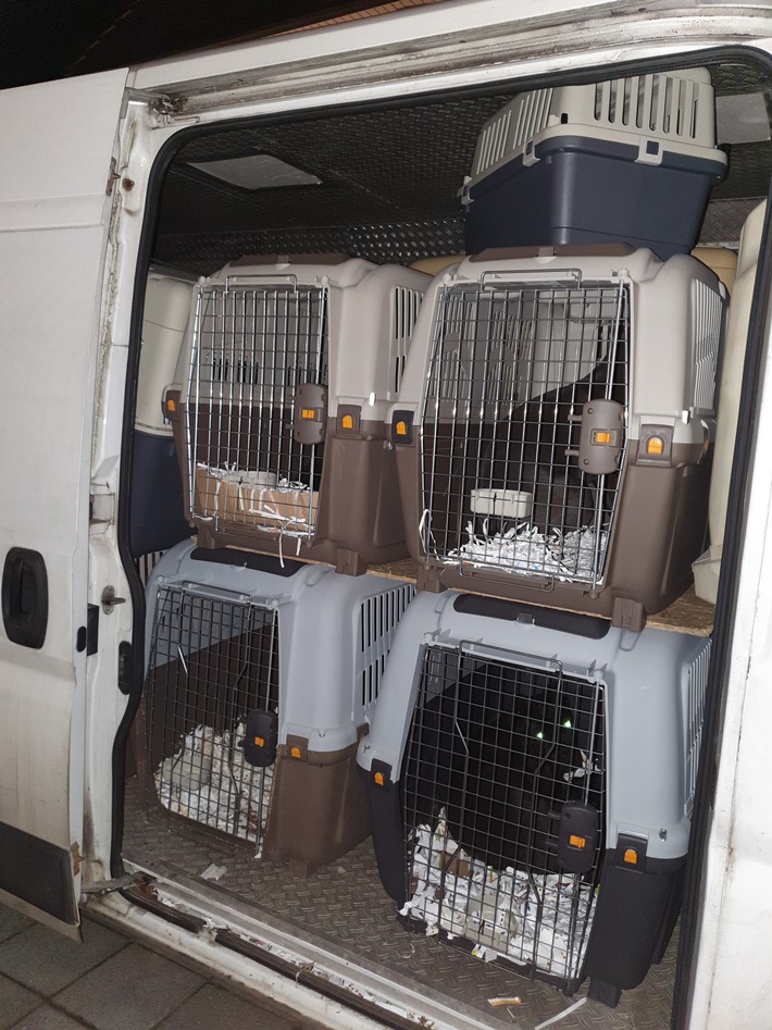 Verdacht des illegalen Tiertransports
