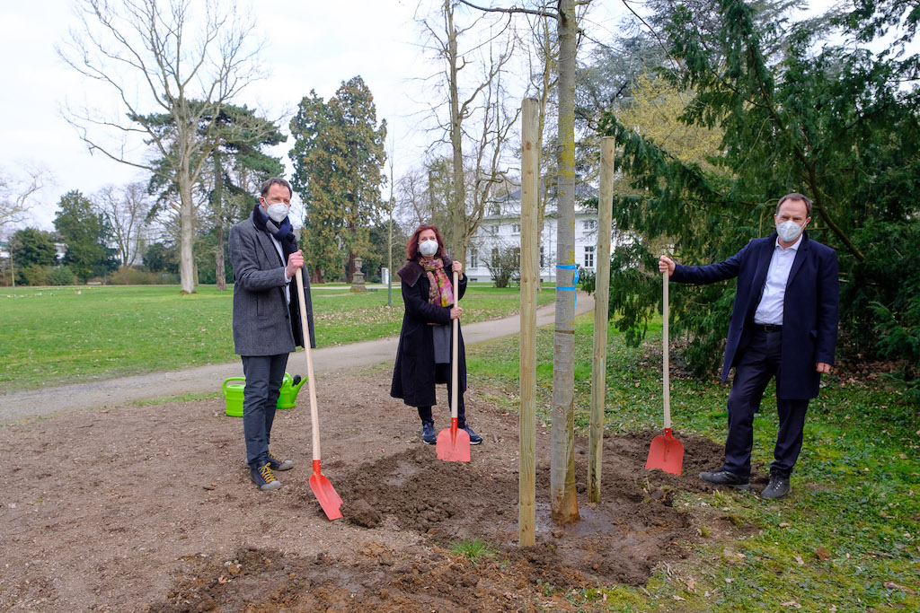 Fast 13.000 Bäume und Forstpflanzen für Düsseldorf