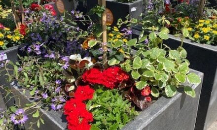 Blumenoasen im Düsseldorfer Norden: Paten für neue Pflanzsaison gesucht