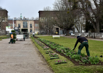 Frühjahrsbepflanzung hier Ehrenhof Foto: LOKALBÜRO