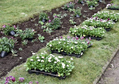 Frühjahrsbepflanzung hier Ehrenhof Foto: LOKALBÜRO
