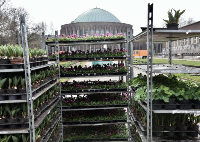 Frühjahrsbepflanzung hier Ehrenhof Foto: LOKALBÜRO