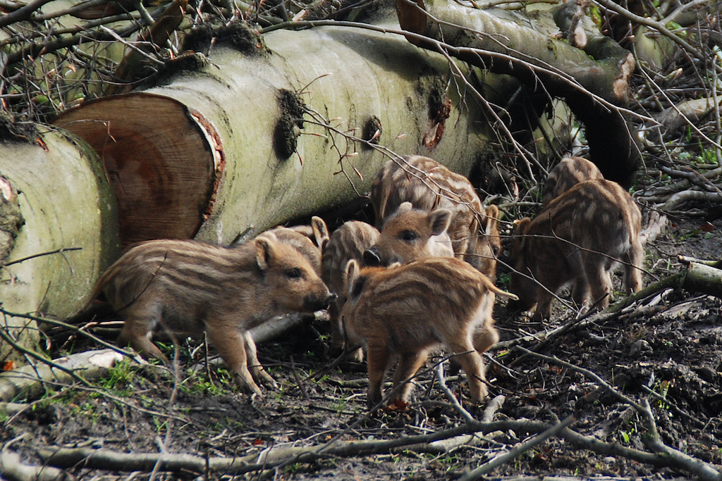 Wildpark ab Donnerstag wieder geöffnet