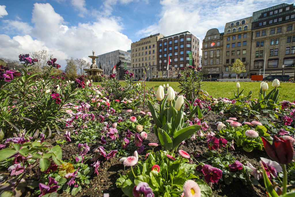 Corneliusplatz in Violett, Rosa und Weiß: Frühlingsblumen blühen in der Innenstadt