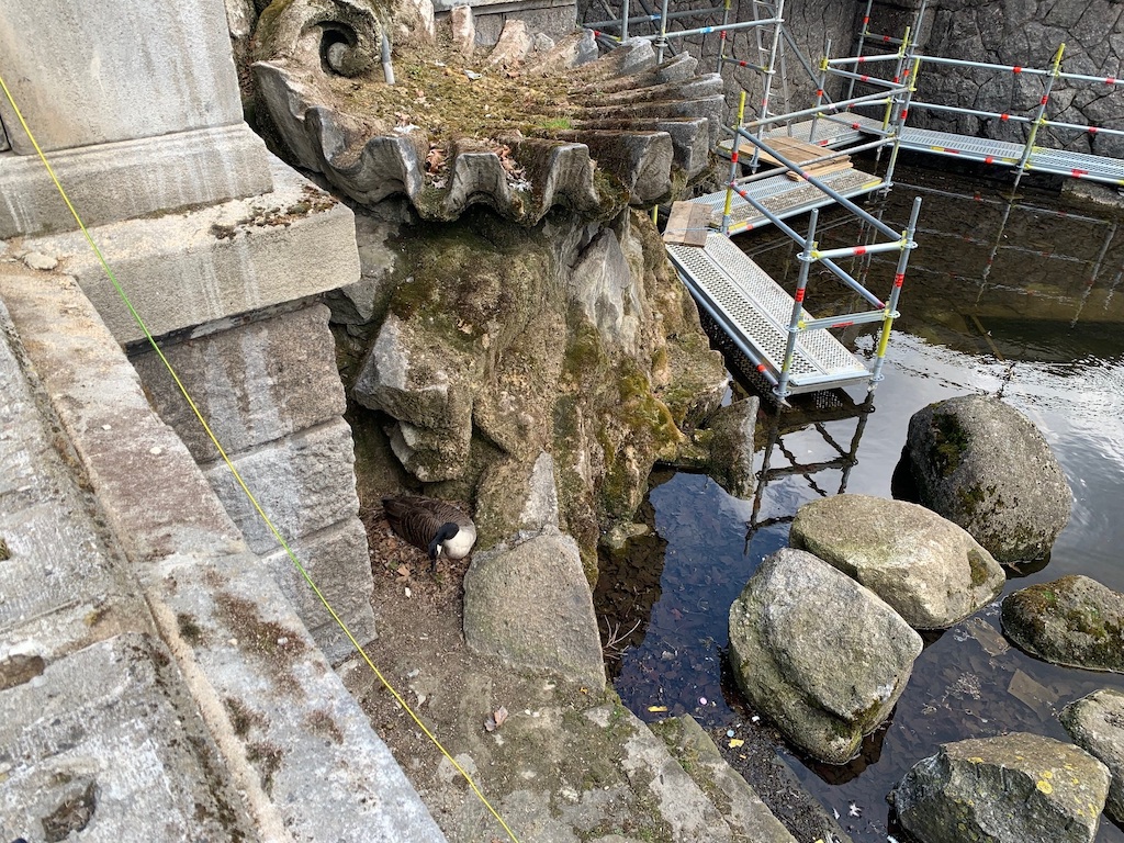 Teil der Arbeiten am Tritonenbrunnen muss wegen brütenden Gänsepaares unterbrochen werden