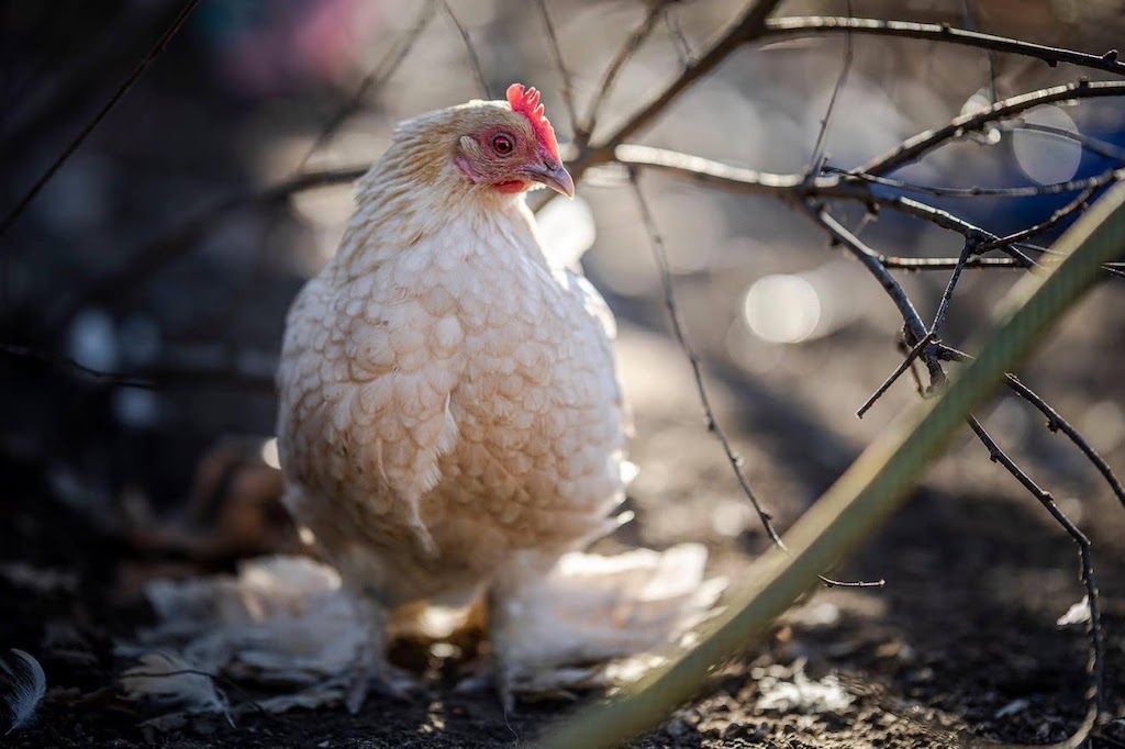 Tolle „Notpfote“-Idee: Bundesweit erstes Federheim