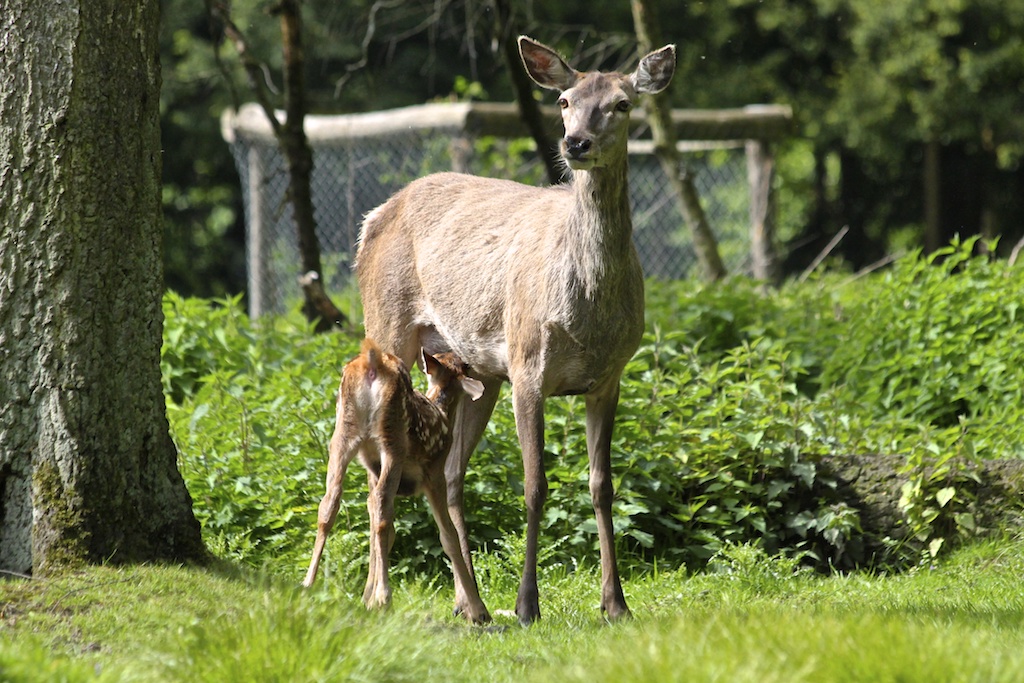 Wildtier-Nachwuchs im Wald schützen