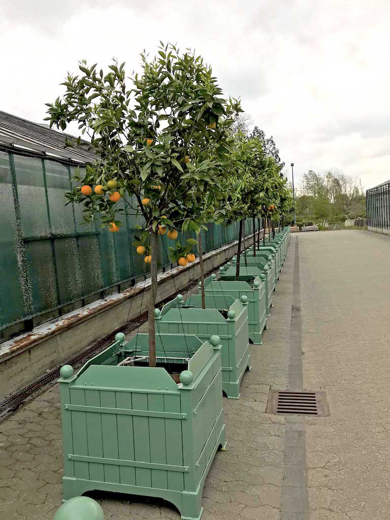 Gartenamt bringt die Kübelpflanzen aus dem Winterquartier in die Parks,(c)Landeshauptstadt Düsseldorf/Gartenamt Gartenamt bringt die Kübelpflanzen aus dem Winterquartier in die Parks,(c)Landeshauptstadt Düsseldorf/Gartenamt