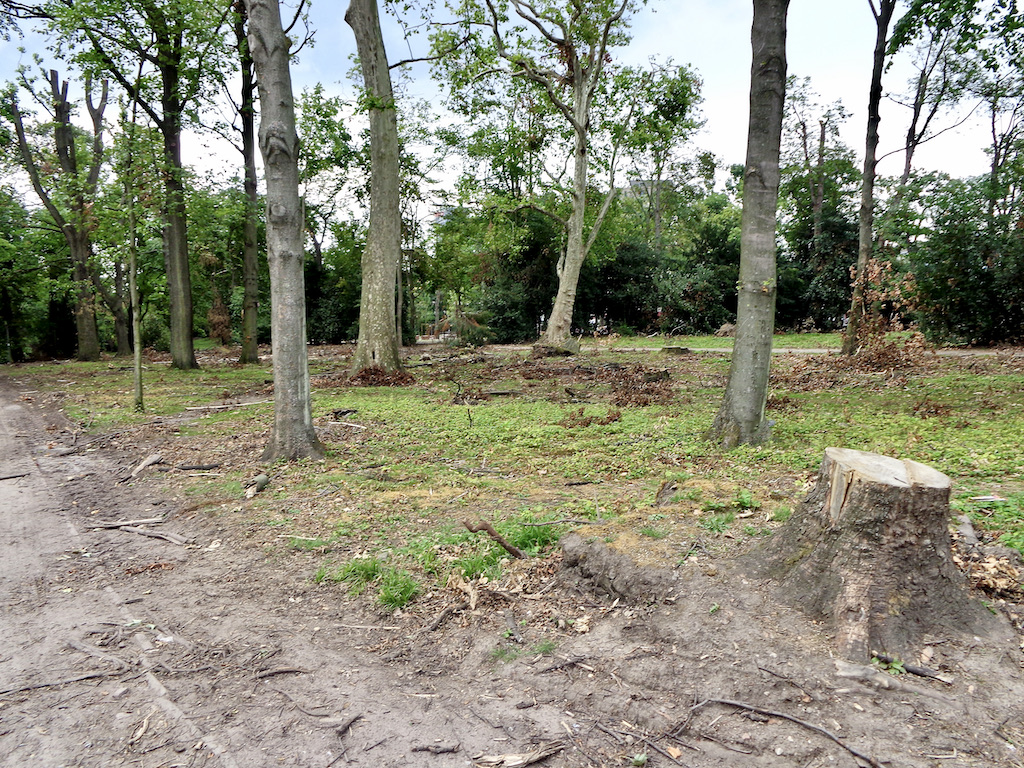 Das Gartenamt muss 19 kranke Bäume fällen