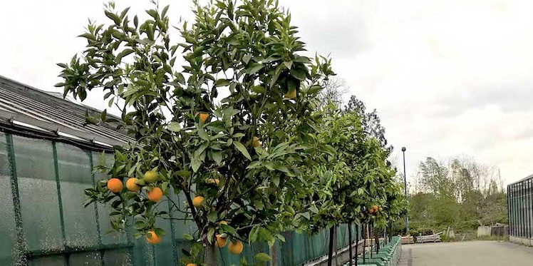 Kübelpflanzen kehren zurück in die Parks