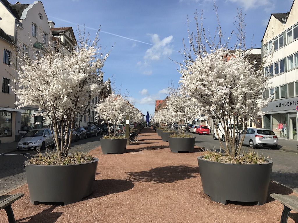 Kaiserswerther Markt: Mit Brautkirschen gegen Hitzebelastung