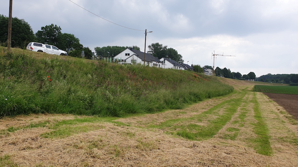 Deichwiesen — die ökologisch wertvollsten Wiesenflächen der Stadt
