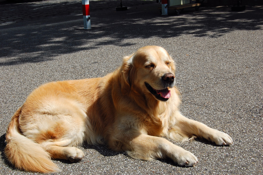 Tiere aus dem Ausland mit nach Hause nehmen: Auf gesetzliche Bestimmungen achten