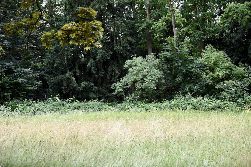 Gartenamt bietet sechs Führungen im August an
