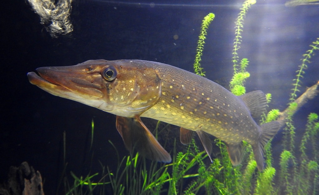 Fische unter der Lupe — Workshop für Erwachsene im Aquazoo