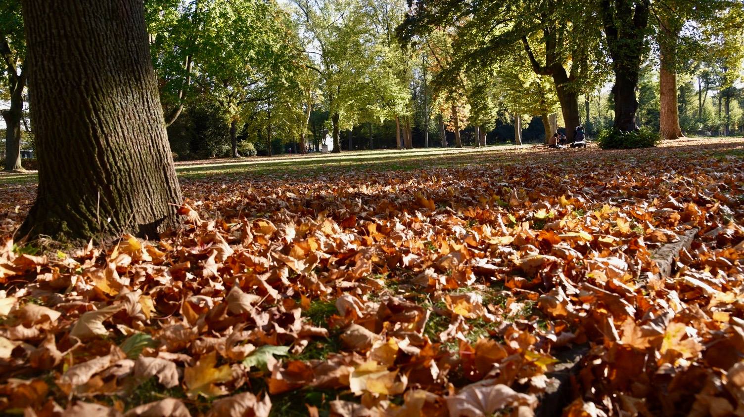 Stadt schließt Führungssaison mit herbstlichen Exkursionen und Waldbaden ab