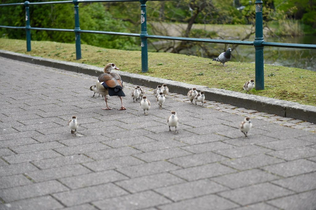 Gänsemanagement: Stadt zieht Bilanz