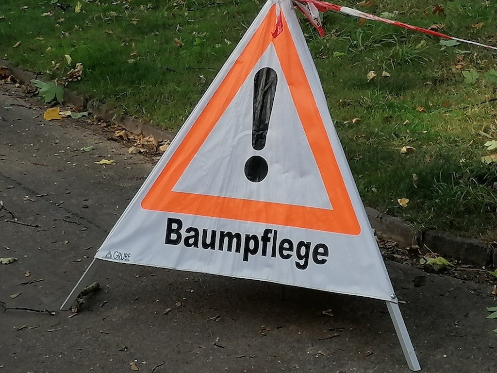 Stadt muss 160 kranke und abgestorbene Bäume fällen