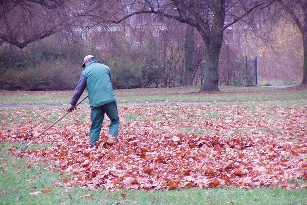 Stadtgärtner machen Düsseldorfs Parkanlagen winterfest