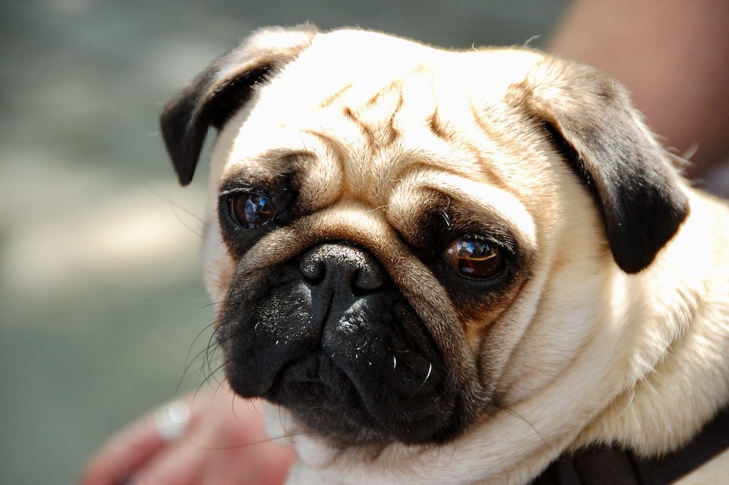 Tiere sind keine Weihnachtsgeschenke