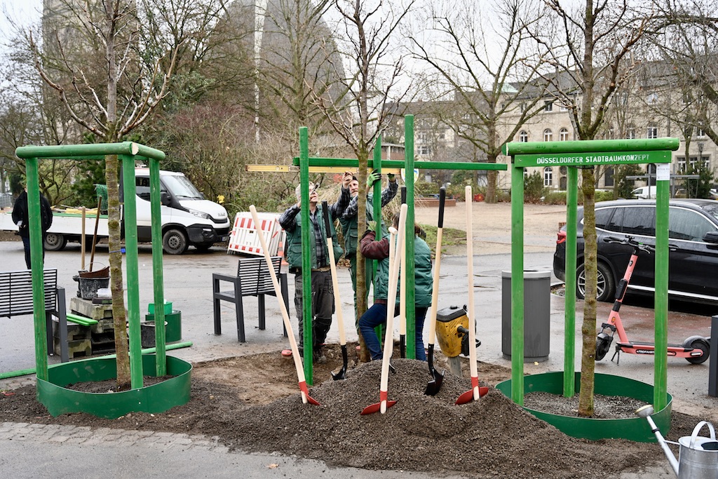 Das Stadtbaumkonzept geht in die dritte Pflanzsaison