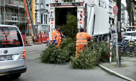 Awista sammelt ausgediente Weihnachtsbäume ab Januar ein