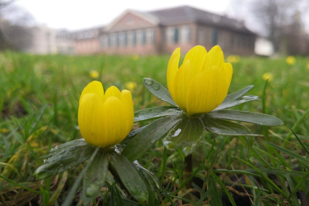 Erste Frühlingsboten im Düsseldorfer Stadtgrün