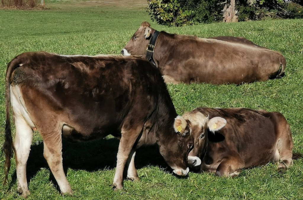 Weidetiere dürfen auch im Winter draußen bleiben