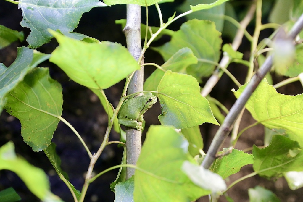 Landschaftspflegestation Hexhof hilft Kröten, Fröschen und Molchen auf dem Weg zu ihren Laichplätzen