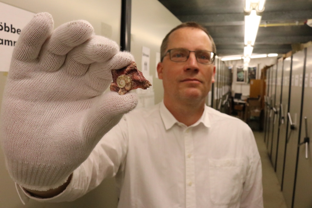 Neue Schneckenart in der Sammlung des Aquazoo Löbbecke Museum festgestellt