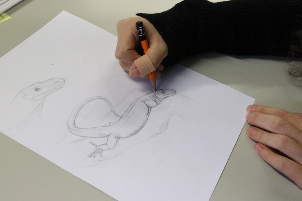 Tiere lebendig zeichnen — Workshop im Aquazoo