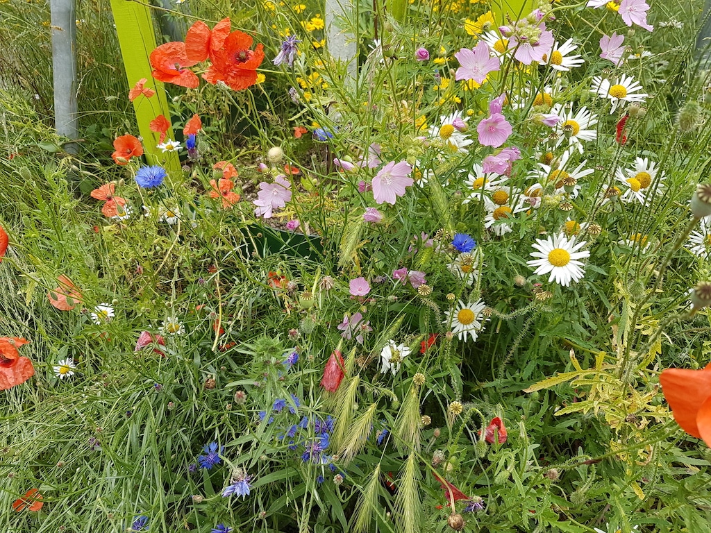 Klatschmohn, Malve und Ringelblume: Gartenamt verschenkt Wildblumensamen “Düsseldorfer Mischung”
