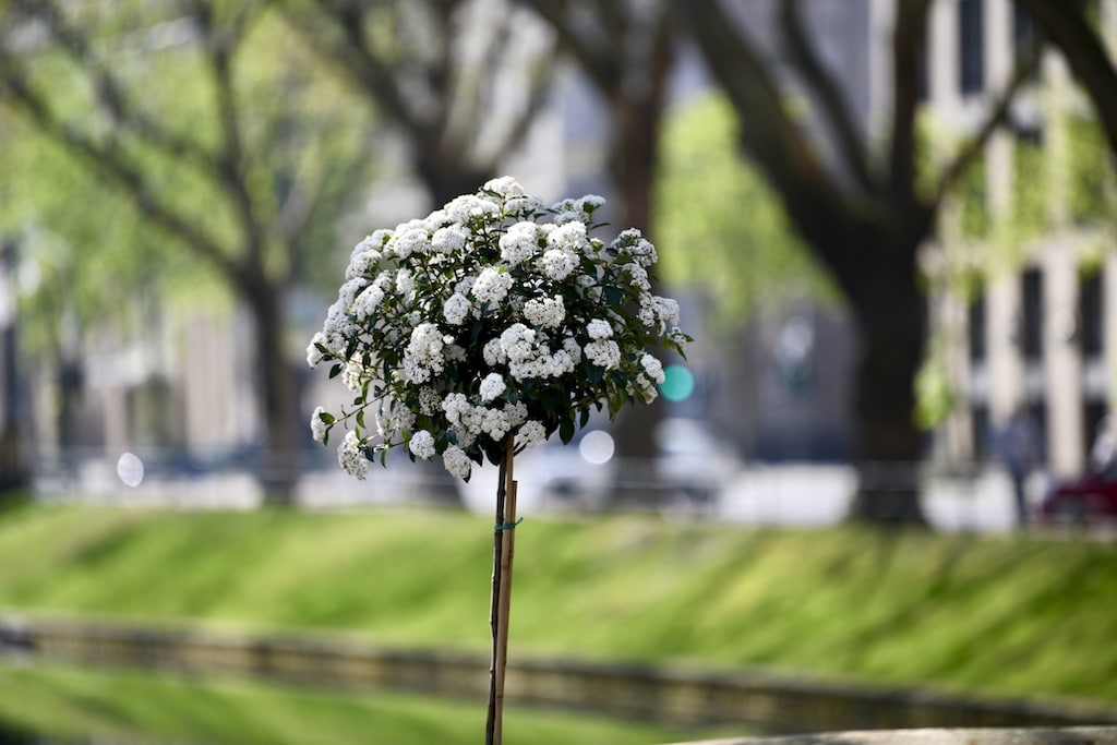 Neuss erhält Zuschlag für die Landesgartenschau 2026