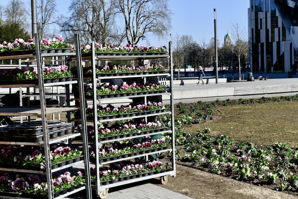 Frühjahrspflanzen für den Corneliusplatz