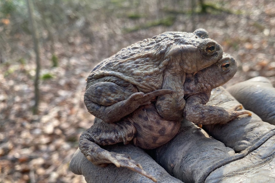 Bilanz zum Ende der Amphibienwanderung